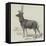 Smithfield Cattle-Show, Red Stock Deer from Windsor-null-Framed Stretched Canvas