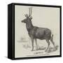 Smithfield Cattle-Show, Red Stock Deer from Windsor-null-Framed Stretched Canvas