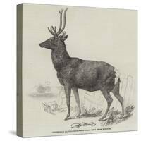 Smithfield Cattle-Show, Red Stock Deer from Windsor-null-Stretched Canvas