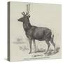 Smithfield Cattle-Show, Red Stock Deer from Windsor-null-Stretched Canvas