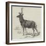 Smithfield Cattle-Show, Red Stock Deer from Windsor-null-Framed Giclee Print