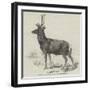 Smithfield Cattle-Show, Red Stock Deer from Windsor-null-Framed Giclee Print