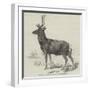 Smithfield Cattle-Show, Red Stock Deer from Windsor-null-Framed Giclee Print