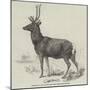 Smithfield Cattle-Show, Red Stock Deer from Windsor-null-Mounted Giclee Print