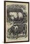 Smithfield Club Cattle Show, Prize Oxen-Samuel John Carter-Framed Giclee Print