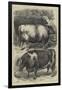 Smithfield Club Cattle Show, Prize Oxen-Samuel John Carter-Framed Giclee Print