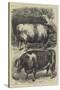 Smithfield Club Cattle Show, Prize Oxen-Samuel John Carter-Stretched Canvas