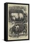 Smithfield Club Cattle Show, Prize Oxen-Samuel John Carter-Framed Stretched Canvas