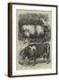 Smithfield Club Cattle Show, Prize Oxen-Samuel John Carter-Framed Giclee Print