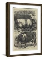 Smithfield Club Cattle Show, Prize Oxen-Samuel John Carter-Framed Giclee Print