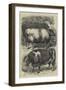Smithfield Club Cattle Show, Prize Oxen-Samuel John Carter-Framed Giclee Print