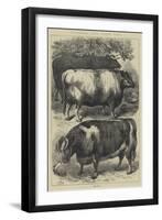 Smithfield Club Cattle Show, Prize Oxen-Samuel John Carter-Framed Giclee Print