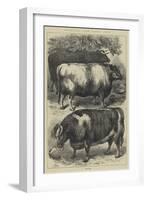 Smithfield Club Cattle Show, Prize Oxen-Samuel John Carter-Framed Giclee Print