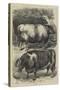 Smithfield Club Cattle Show, Prize Oxen-Samuel John Carter-Stretched Canvas