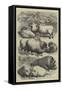 Smithfield Club Cattle Show, Prize Sheep and Pigs-null-Framed Stretched Canvas
