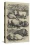 Smithfield Club Cattle Show, Prize Sheep and Pigs-null-Stretched Canvas