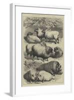 Smithfield Club Cattle Show, Prize Sheep and Pigs-null-Framed Giclee Print