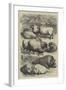 Smithfield Club Cattle Show, Prize Sheep and Pigs-null-Framed Giclee Print