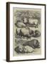 Smithfield Club Cattle Show, Prize Sheep and Pigs-null-Framed Giclee Print