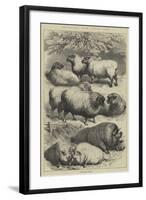 Smithfield Club Cattle Show, Prize Sheep and Pigs-null-Framed Giclee Print