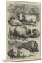 Smithfield Club Cattle Show, Prize Sheep and Pigs-null-Mounted Giclee Print