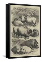 Smithfield Club Cattle Show, Prize Sheep and Pigs-null-Framed Stretched Canvas