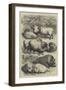 Smithfield Club Cattle Show, Prize Sheep and Pigs-null-Framed Giclee Print