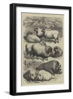 Smithfield Club Cattle Show, Prize Sheep and Pigs-null-Framed Giclee Print