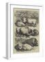 Smithfield Club Cattle Show, Prize Sheep and Pigs-null-Framed Giclee Print