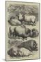 Smithfield Club Cattle Show, Prize Sheep and Pigs-null-Mounted Giclee Print