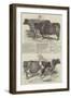 Smithfield Club Cattle Show-Harrison William Weir-Framed Giclee Print