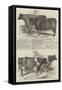 Smithfield Club Cattle Show-Harrison William Weir-Framed Stretched Canvas