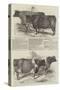 Smithfield Club Cattle Show-Harrison William Weir-Stretched Canvas