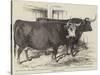 Smithfield Club Cattle-Show-Harrison William Weir-Stretched Canvas