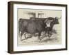 Smithfield Club Cattle-Show-Harrison William Weir-Framed Giclee Print