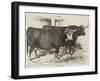 Smithfield Club Cattle-Show-Harrison William Weir-Framed Giclee Print