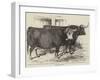 Smithfield Club Cattle-Show-Harrison William Weir-Framed Giclee Print