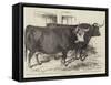 Smithfield Club Cattle-Show-Harrison William Weir-Framed Stretched Canvas