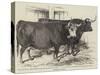 Smithfield Club Cattle-Show-Harrison William Weir-Stretched Canvas