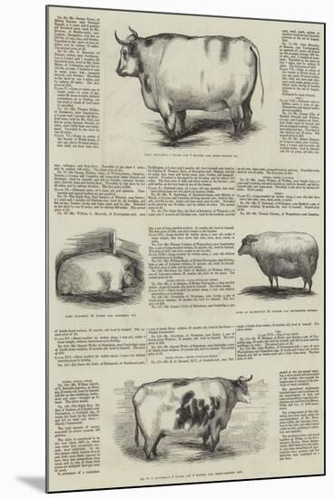 Smithfield Club Prize Cattle Show-null-Mounted Giclee Print