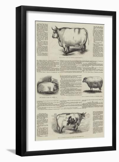 Smithfield Club Prize Cattle Show-null-Framed Giclee Print