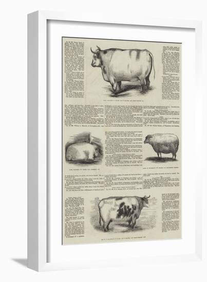 Smithfield Club Prize Cattle Show-null-Framed Giclee Print