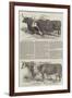 Smithfield Club Prize Cattle-null-Framed Giclee Print