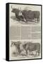 Smithfield Club Prize Cattle-null-Framed Stretched Canvas