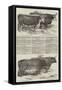 Smithfield Club Prize Cattle-null-Framed Stretched Canvas