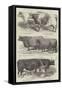 Smithfield Club Prize Cattle-Harrison William Weir-Framed Stretched Canvas