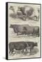 Smithfield Club Prize Cattle-Harrison William Weir-Framed Stretched Canvas