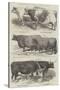 Smithfield Club Prize Cattle-Harrison William Weir-Stretched Canvas