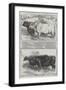 Smithfield Club Prize Cattle-Harrison William Weir-Framed Giclee Print