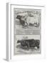 Smithfield Club Prize Cattle-Harrison William Weir-Framed Giclee Print